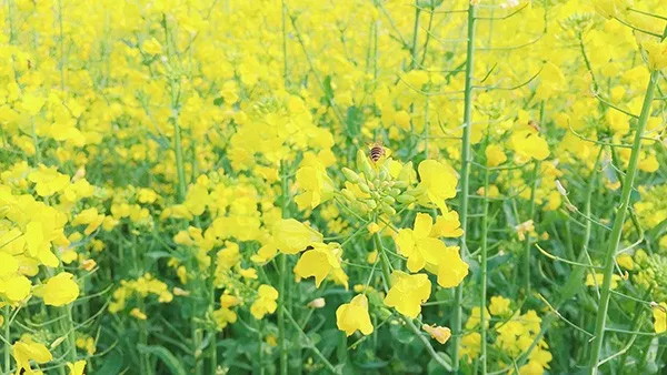 贵州省果蔬站、蔬菜专班赴罗甸等地开展冬春果菜技术服务