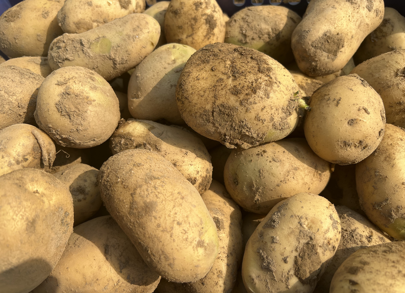 2026年西南地区大春马铃薯生产技术指导意见