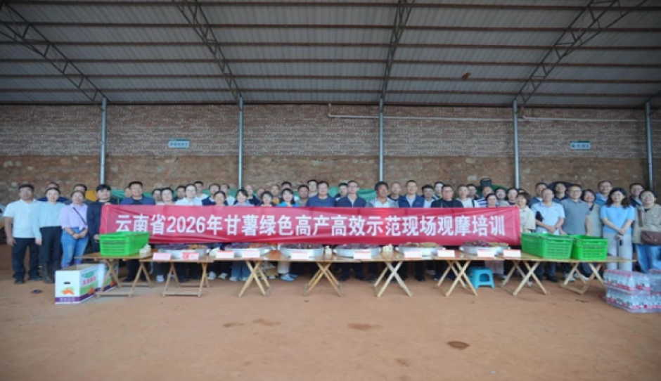 云南省2026年甘薯绿色高产高效示范现场观摩培训在红河州建水县举办