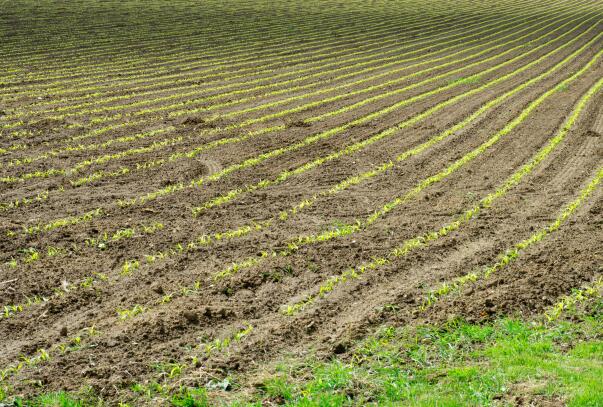 政策解读│厦门市农业支农政策明白本之耕地地力保护补贴