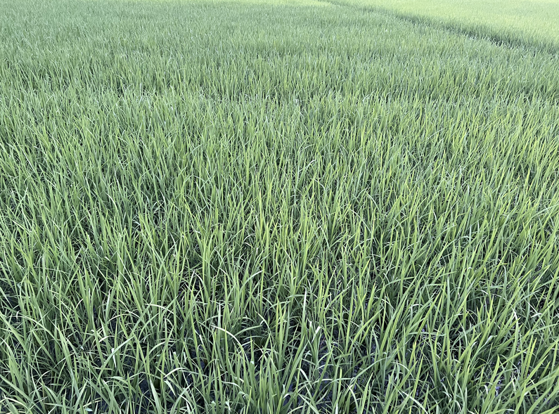 现场观摩＋专题授课：绍兴举办机插早稻育秧暨单产提升技术现场培训